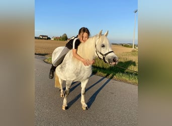 Welsh A (Mountain Pony) Mix, Mare, 6 years, 11 hh, Gray