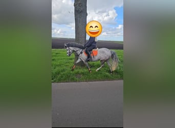 Welsh A (Mountain Pony), Mare, 6 years, 12,1 hh, Gray-Dapple