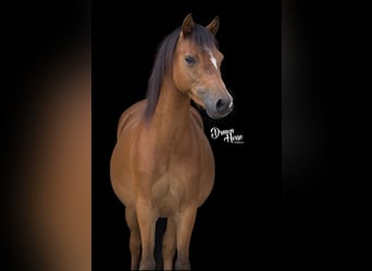 Welsh A (Mountain Pony), Mare, 6 years, 12 hh, Brown-Light