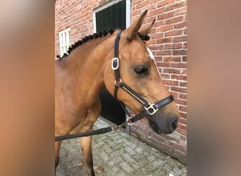 Welsh-A, Stute, 6 Jahre, 12 hh, Brauner