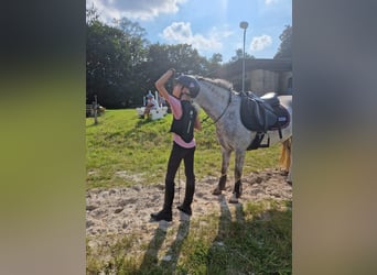 Welsh A (Mountain Pony), Mare, 6 years, 12 hh, Gray-Dapple