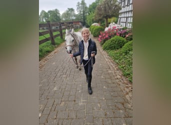 Welsh A (Mountain Pony), Mare, 6 years, 12 hh, Gray-Dapple