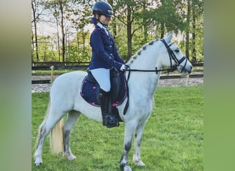 Welsh A (Mountain Pony), Mare, 6 years, 12 hh, Gray