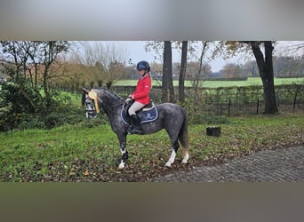 Welsh A (Mountain Pony), Mare, 6 years, Gray