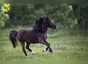 Welsh A (Mountain Pony), Mare, 7 years, 11,1 hh, Black