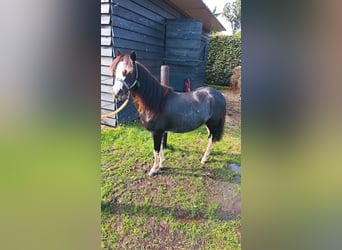 Welsh A (Mountain Pony), Mare, 7 years, 11.1 hh, Roan-Blue