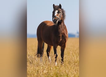 Welsh A (Mountain Pony), Mare, 7 years, 11,2 hh, Bay-Dark