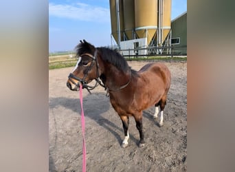 Welsh A (Mountain Pony), Mare, 7 years, 11,2 hh, Bay-Dark