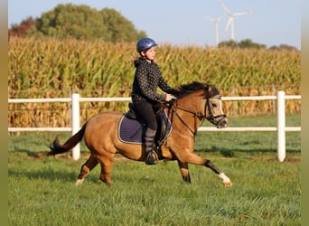 Welsh A (Mountain Pony), Mare, 7 years, 11,2 hh, Dun