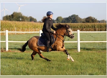 Welsh A (Mountain Pony), Mare, 7 years, 11,2 hh, Dun