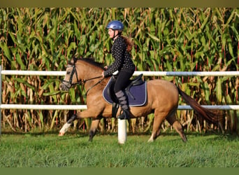 Welsh A (Mountain Pony), Mare, 7 years, 11,2 hh, Dun