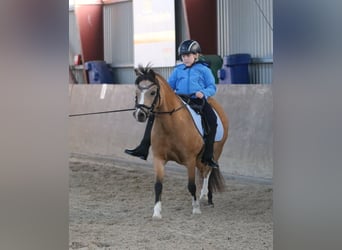 Welsh A (Mountain Pony), Mare, 7 years, 11,2 hh, Dun