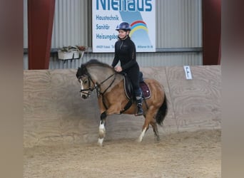 Welsh A (Mountain Pony), Mare, 7 years, 11,2 hh, Dun