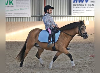 Welsh A (Mountain Pony), Mare, 7 years, 11,2 hh, Dun