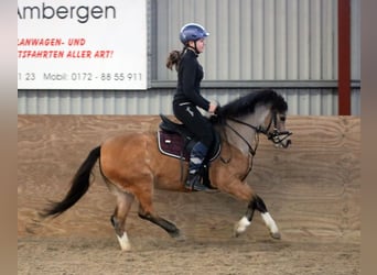 Welsh A (Mountain Pony), Mare, 7 years, 11,2 hh, Dun