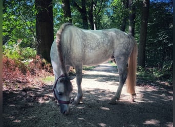 Welsh A (Mountain Pony), Mare, 7 years, 11,3 hh, Gray-Blue-Tan