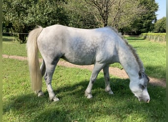 Welsh A (Mountain Pony), Mare, 7 years, 11,3 hh, Gray-Blue-Tan