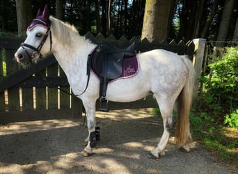 Welsh A (Mountain Pony), Mare, 7 years, 11,3 hh, Gray-Blue-Tan