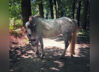 Welsh A (Mountain Pony), Mare, 7 years, 11,3 hh, Gray-Blue-Tan