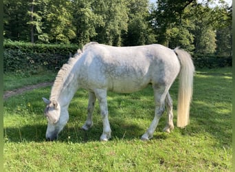 Welsh A (Mountain Pony), Mare, 7 years, 11,3 hh, Gray-Blue-Tan