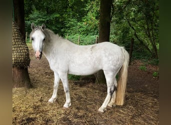 Welsh A (Mountain Pony), Mare, 7 years, 11,3 hh, Gray-Blue-Tan