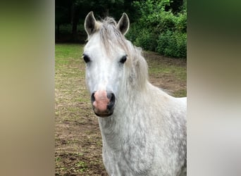 Welsh A (Mountain Pony), Mare, 7 years, 11,3 hh, Gray-Blue-Tan