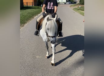 Welsh-A Mix, Stute, 7 Jahre, 11 hh, Schimmel