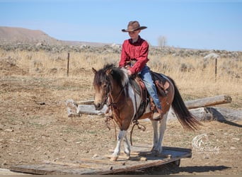 Welsh A (Mountain Pony) Mix, Mare, 7 years, 12 hh, Buckskin