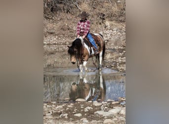 Welsh A (Mountain Pony) Mix, Mare, 7 years, 12 hh, Buckskin