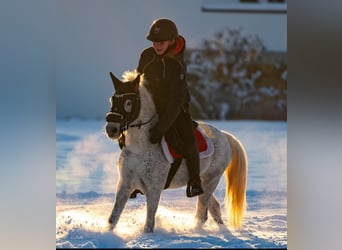 Welsh A (Mountain Pony) Mix, Mare, 7 years, 12 hh, Gray