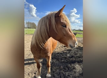 Welsh A (Mountain Pony) Mix, Mare, 7 years, Brown-Light