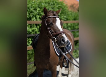 Welsh A (Mountain Pony), Mare, 8 years, 11,1 hh, Chestnut