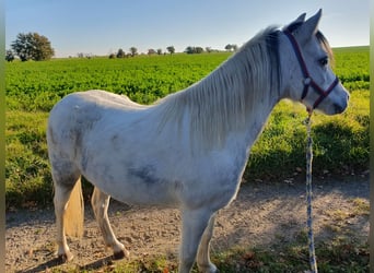 Welsh A (Mountain Pony) Mix, Mare, 8 years, 11,1 hh, Gray