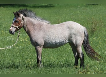 Welsh A (Mountain Pony), Mare, 8 years, 11.1 hh, Roan-Bay