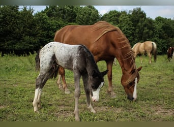 Welsh A (Mountain Pony), Mare, 8 years, 11,2 hh, Chestnut-Red