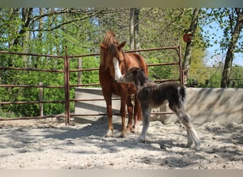 Welsh A (Mountain Pony), Mare, 8 years, 11,2 hh, Chestnut-Red