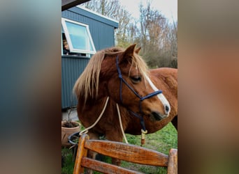 Welsh A (Mountain Pony), Mare, 8 years, 11,2 hh, Chestnut-Red