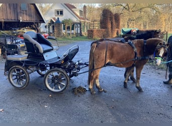 Welsh A (Mountain Pony), Mare, 8 years, 11,2 hh, Chestnut-Red