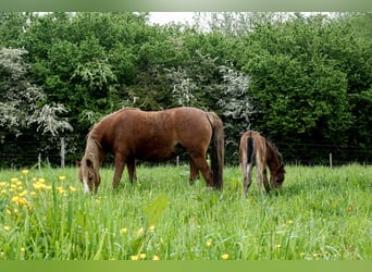 Welsh A (Mountain Pony), Mare, 8 years, 11,2 hh, Chestnut-Red