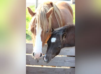 Welsh A (Mountain Pony), Mare, 8 years, 11,2 hh, Chestnut-Red