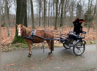 Welsh A (Mountain Pony), Mare, 8 years, 11,2 hh, Chestnut-Red