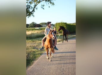 Welsh A (Mountain Pony), Mare, 8 years, 11,2 hh, Chestnut-Red