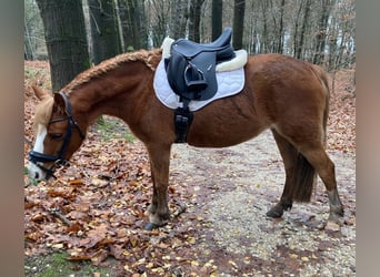 Welsh A (Mountain Pony), Mare, 8 years, 11,2 hh, Chestnut-Red