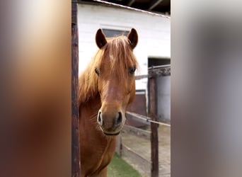 Welsh A (Mountain Pony), Mare, 8 years, 11,2 hh, Chestnut-Red