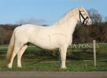 Welsh A (Mountain Pony), Mare, 8 years, 11.2 hh, Cremello