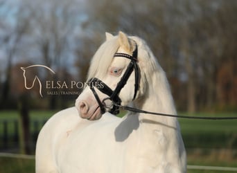 Welsh A (Mountain Pony), Mare, 8 years, 11.2 hh, Cremello