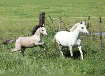 Welsh A (Mountain Pony), Mare, 8 years, 11.2 hh, Gray