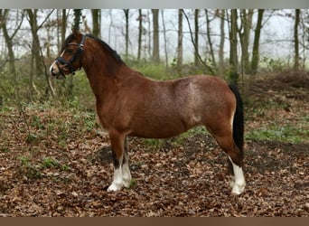 Welsh A (Mountain Pony), Mare, 8 years, 11,2 hh, Roan-Bay