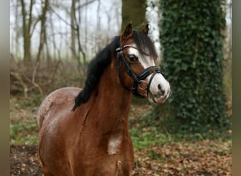 Welsh A (Mountain Pony), Mare, 8 years, 11,2 hh, Roan-Bay