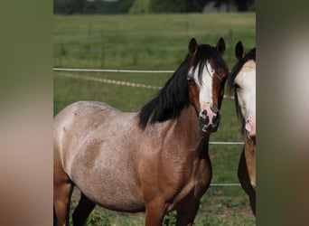 Welsh A (Mountain Pony), Mare, 8 years, 11,2 hh, Roan-Bay